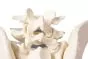 Bassin avec sacrum masculin 4052 Erler Zimmer