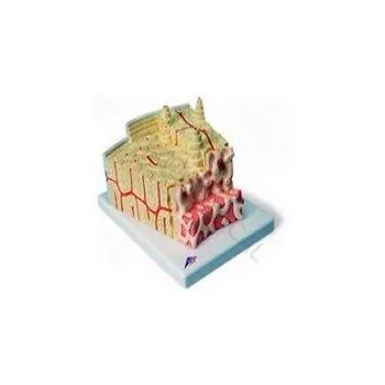 3B MICROanatomy Structure osseuse - agrandi 80 fois A79