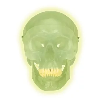 Crâne fluorescent en trois parties A20/N