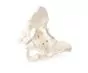 Bassin avec sacrum masculin 4052 Erler Zimmer
