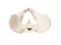 Bassin avec sacrum masculin 4052 Erler Zimmer