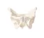 Bassin avec sacrum masculin 4052 Erler Zimmer